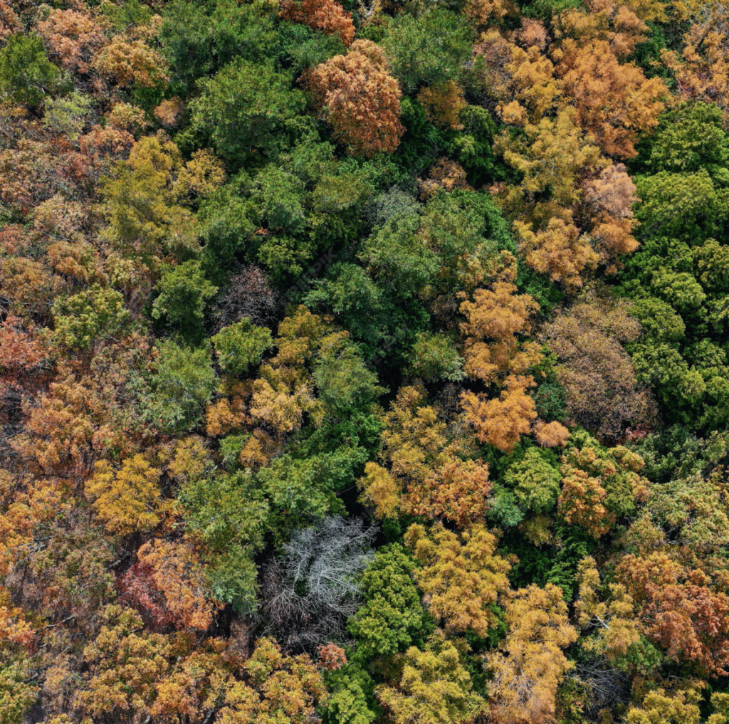 Imagen muestra un bosque visto desde arriba